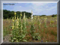 wpe14.jpg (5082 Byte)